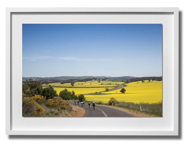 Australia Print 6 - Canola Fields, Country New South Wales